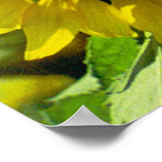 Sonnenblumendruck Poster (Ecke)