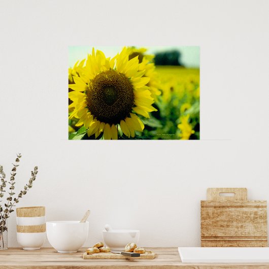 Sonnenblumendruck Poster (Küche)