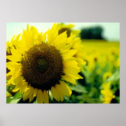 Sonnenblumendruck Poster (Vorne)
