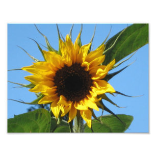 Sonnenblumendrucke - Kodak-Berufliches Foto