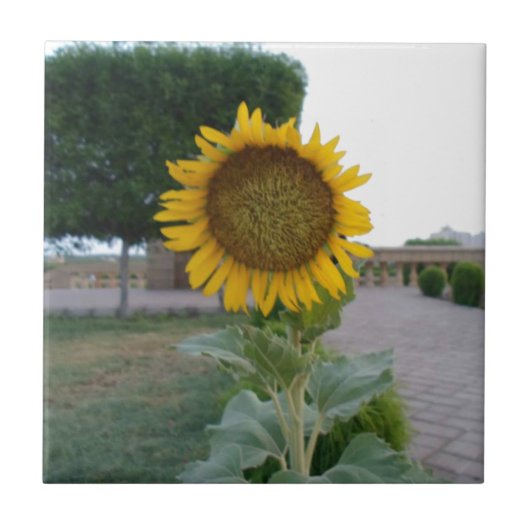 Sonnenblumendruckkunst Fliese (Vorderseite)