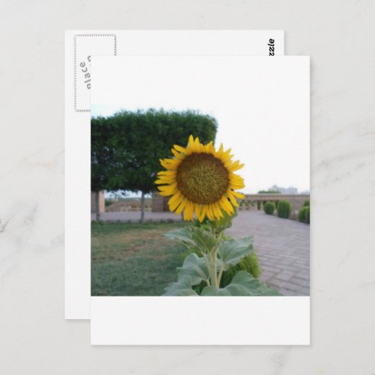 Sonnenblumendruckkunst Postkarte (Vorne/Hinten)