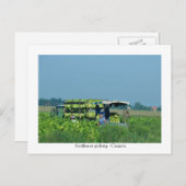 Sonnenblumenfang, Kroatien 2008 Postkarte (Vorne/Hinten)