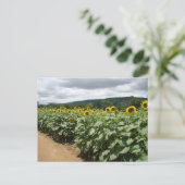 Sonnenblumenfarm New Jersey Postkarte (Stehend Vorderseite)