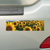 Sonnenblumenfeld Autoaufkleber (Auf Auto)