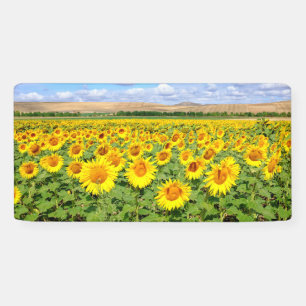 Sonnenblumenfeld Banner