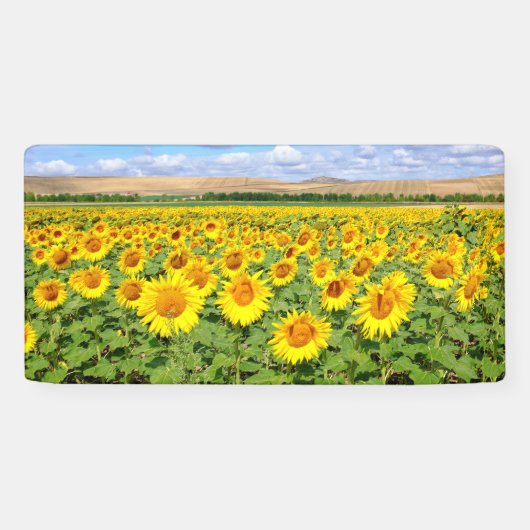 Sonnenblumenfeld Banner (Horizontal)
