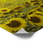 Sonnenblumenfeld bei Sonnenuntergang mit Stall Poster (Ecke)