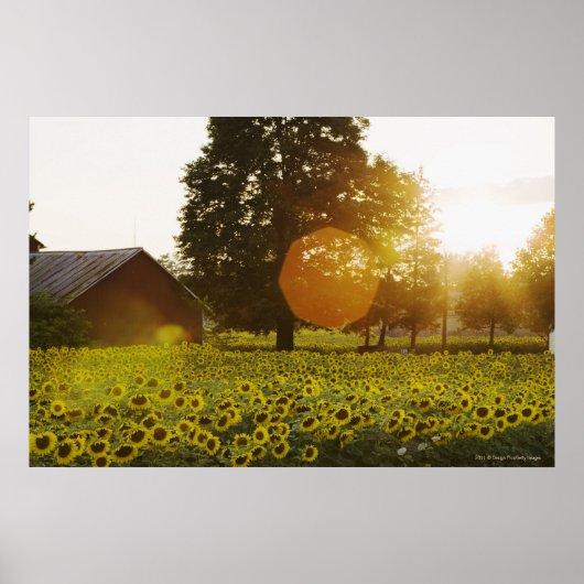 Sonnenblumenfeld bei Sonnenuntergang mit Stall Poster (Vorne)