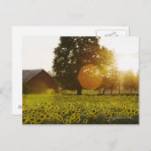 Sonnenblumenfeld bei Sonnenuntergang mit Stall Postkarte (Vorne/Hinten)