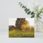 Sonnenblumenfeld bei Sonnenuntergang mit Stall Postkarte (Stehend Vorderseite)