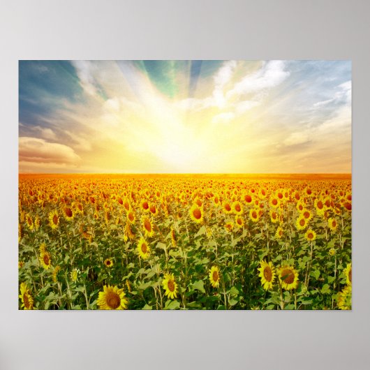 Sonnenblumenfeld bei Sonnenuntergang Poster (Vorne)