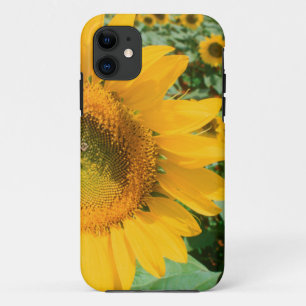 Sonnenblumenfeld. Bezirk Heidelberg Case-Mate iPhone Hülle
