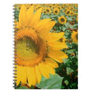 Sonnenblumenfeld. Bezirk Heidelberg Notizblock