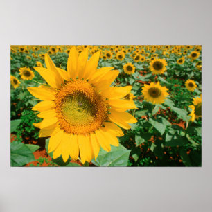 Sonnenblumenfeld. Bezirk Heidelberg Poster