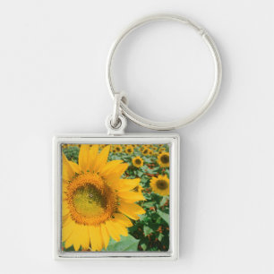 Sonnenblumenfeld. Bezirk Heidelberg Schlüsselanhänger