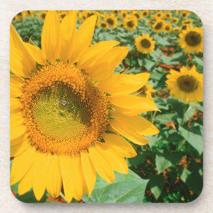 Sonnenblumenfeld. Bezirk Heidelberg Untersetzer