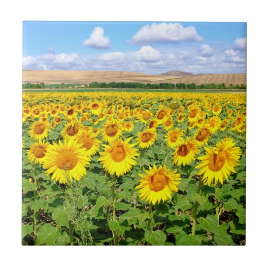 Sonnenblumenfeld Fliese (Vorderseite)
