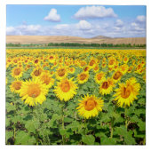 Sonnenblumenfeld Fliese (Vorderseite)