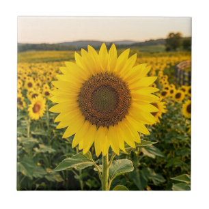 Sonnenblumenfeld Fliese