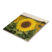 Sonnenblumenfeld Fliese (Seite)