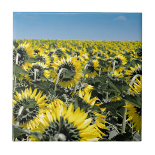 Sonnenblumenfeld Fliese