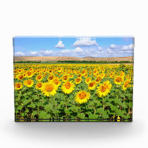 Sonnenblumenfeld Fotoblock