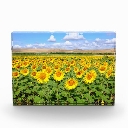 Sonnenblumenfeld Fotoblock (Vorderseite)