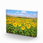 Sonnenblumenfeld Fotoblock (Rechts)