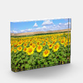 Sonnenblumenfeld Fotoblock (Links)