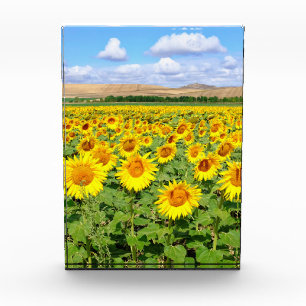Sonnenblumenfeld Fotoblock