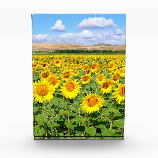 Sonnenblumenfeld Fotoblock (Vorderseite)