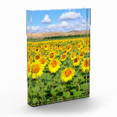 Sonnenblumenfeld Fotoblock (Links)