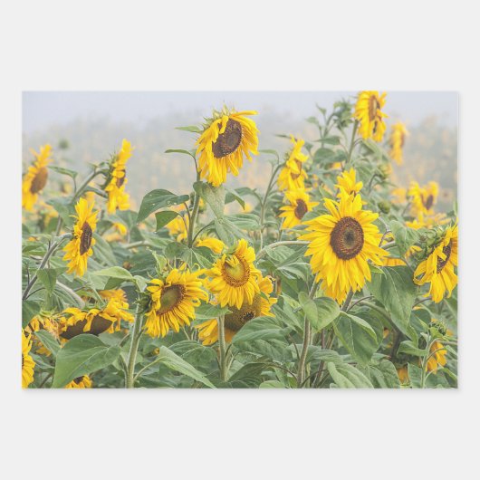 Sonnenblumenfeld Gelb Grün Schöne Blüte Geschenkpapier Set (Vorderseite 3)