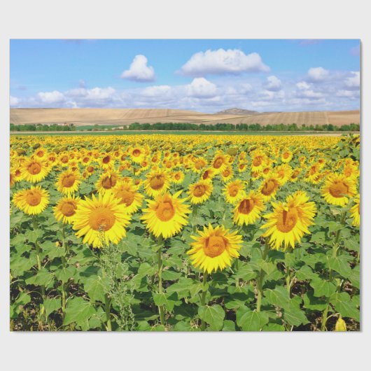 Sonnenblumenfeld Geschenkpapier (Flach)