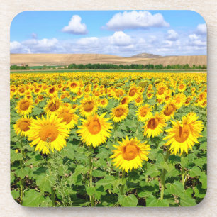 Sonnenblumenfeld Getränkeuntersetzer