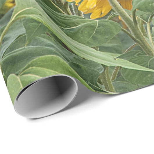 Sonnenblumenfeld grün Gelb Schönes Dekor Geschenkpapier (Rolleneckpunkt)