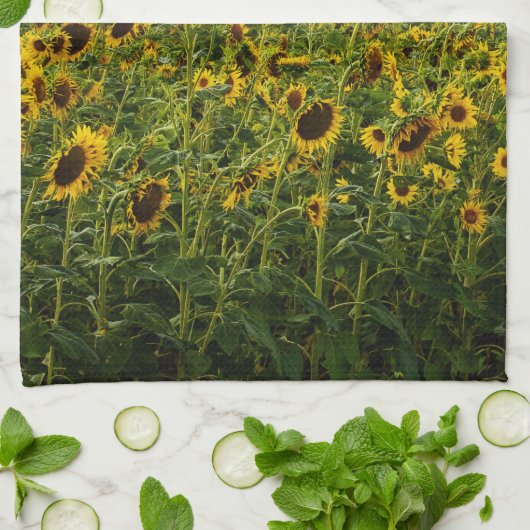 Sonnenblumenfeld im Abend Geschirrtuch (Gefaltet)