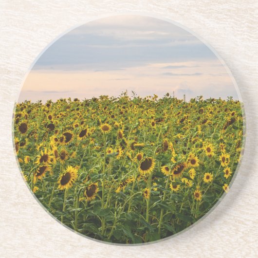 Sonnenblumenfeld im Abend Getränkeuntersetzer (Vorne)