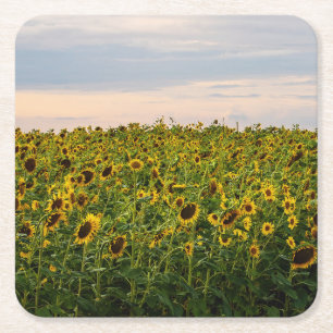 Sonnenblumenfeld im Abend Rechteckiger Pappuntersetzer