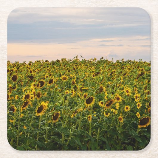 Sonnenblumenfeld im Abend Rechteckiger Pappuntersetzer (Vorderseite)