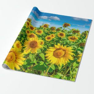 Sonnenblumenfeld im Sommer Sonnentag. malerisch Geschenkpapier