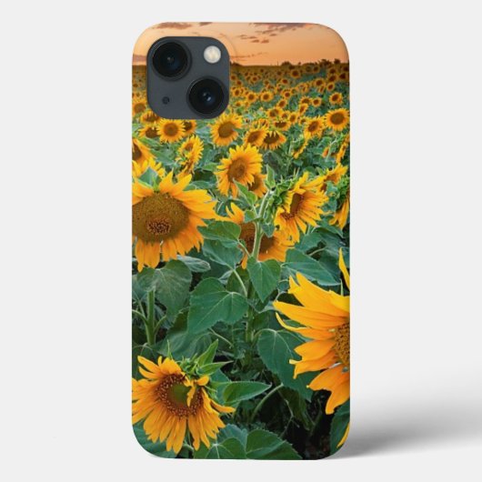 Sonnenblumenfeld in Longmont, Colorado Case-Mate iPhone Hülle (Rückseite)