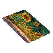 Sonnenblumenfeld in Longmont, Colorado Magnet (Rechte Seite)