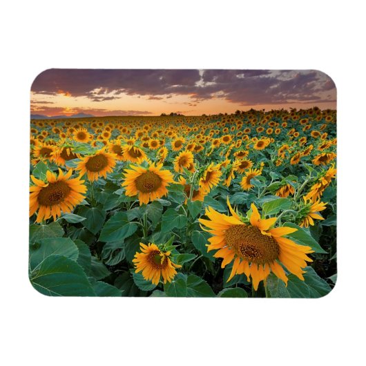 Sonnenblumenfeld in Longmont, Colorado Magnet (Horizontal)