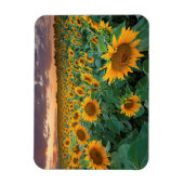 Sonnenblumenfeld in Longmont, Colorado Magnet (Vertikal)