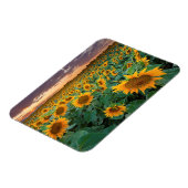 Sonnenblumenfeld in Longmont, Colorado Magnet (Linke Seite)