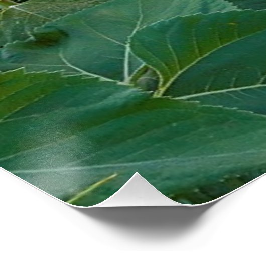 Sonnenblumenfeld in Longmont, Colorado Poster (Ecke)