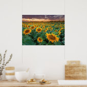 Sonnenblumenfeld in Longmont, Colorado Poster (Küche)