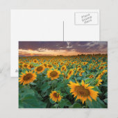 Sonnenblumenfeld in Longmont, Colorado Postkarte (Vorne/Hinten)